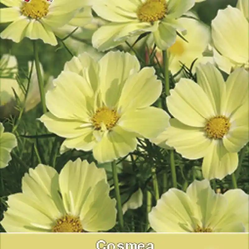 Cosmos bipinnatus ‘Xanthos‘ -zaden- | Flitsaanbieding