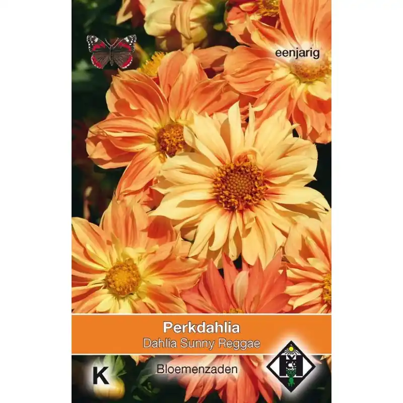 Dahlia variabilis ‘Sunny Reggae‘ -zaden- - Nog maar een paar beschikbaar