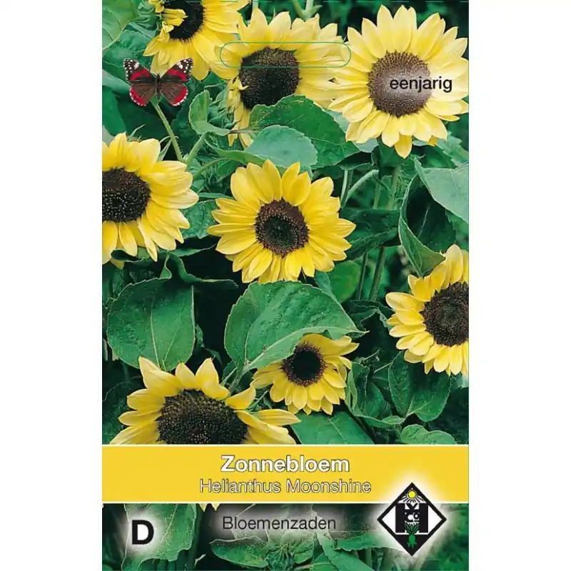 Laatste dagen | Helianthus annuus ‘Moonshine‘ -zaden-