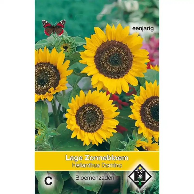 Helianthus annuus ‘Domino‘ -zaden- | Direct leverbaar