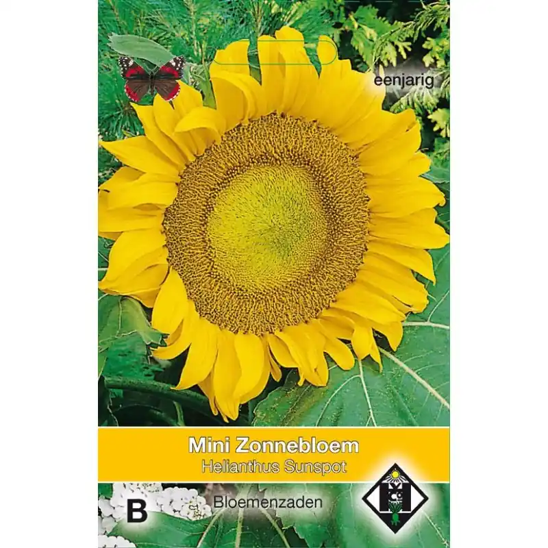 Helianthus annuus ‘Sunspot‘ -zaden- | Online bestellen