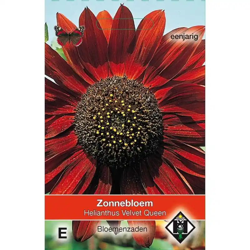Erg populair | Helianthus annuus ‘Velvet Queen‘ -zaden-
