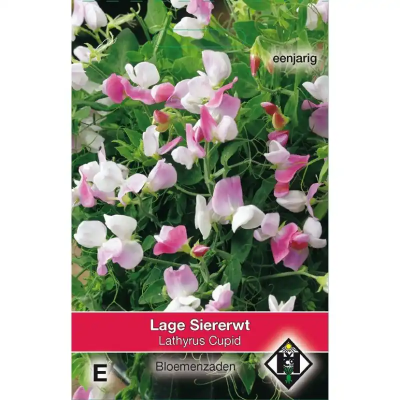 Makkelijk bestellen | Lathyrus odoratus ‘Cupid‘ -zaden-