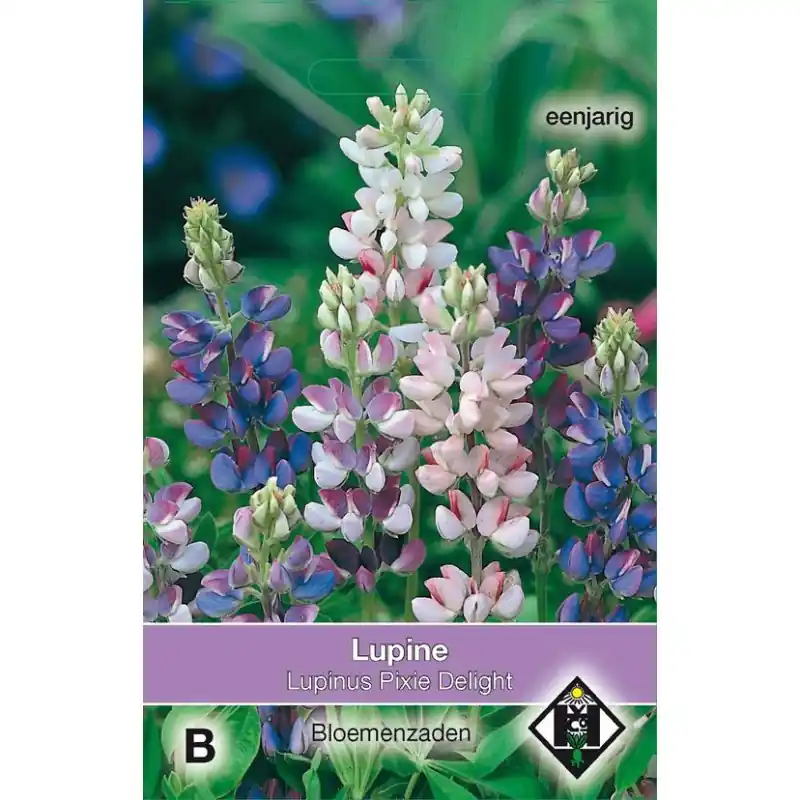Lupinus hartwegii ‘Pixie Delight‘ -zaden- - Flitsaanbieding