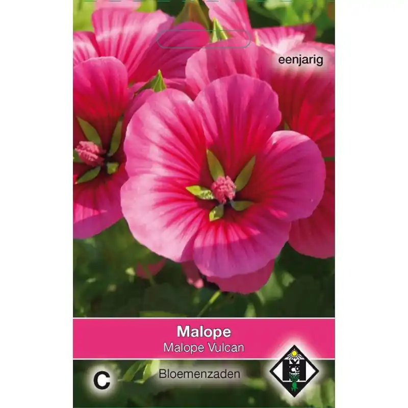 Mis het niet | Malope trifida ‘Vulcan‘ -zaden-
