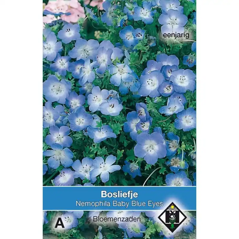 Rechtstreeks uit de fabriek | Nemophila menziesii ‘Baby Blue Eyes‘ -zaden-