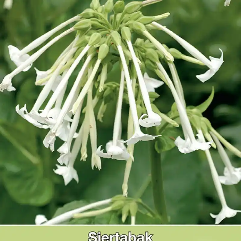 Nicotiana sylvestris -zaden- - Nu beschikbaar