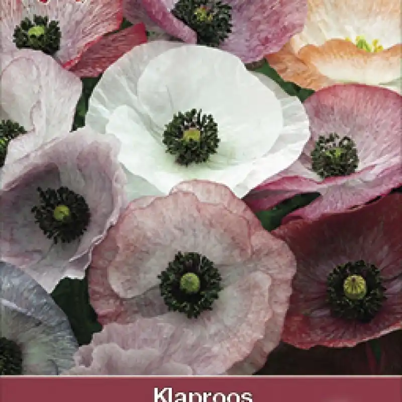 Voordeelprijs - Papaver rhoeas ‘Parelmoer‘ -zaden-