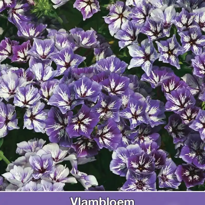 Nieuw gelanceerd | Phlox drummondii ‘Sugar Stars‘ -zaden-