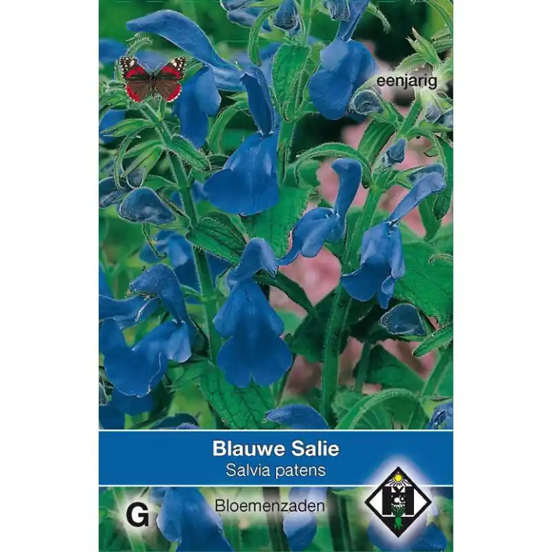 Salvia patens -zaden- | Superprijs