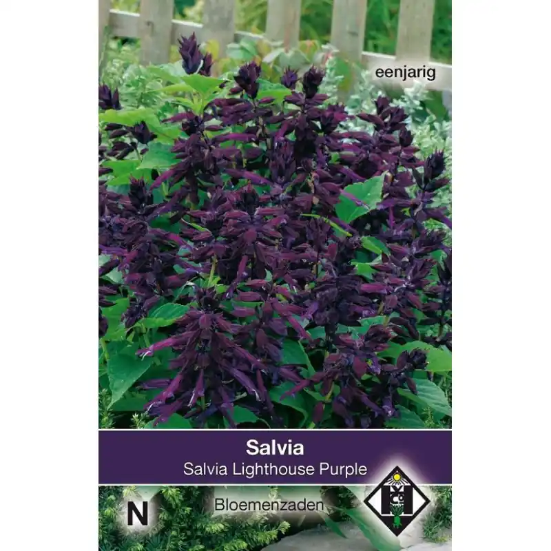 Salvia splendens ‘Lighthouse Purple‘ -zaden- | Bespaar meer