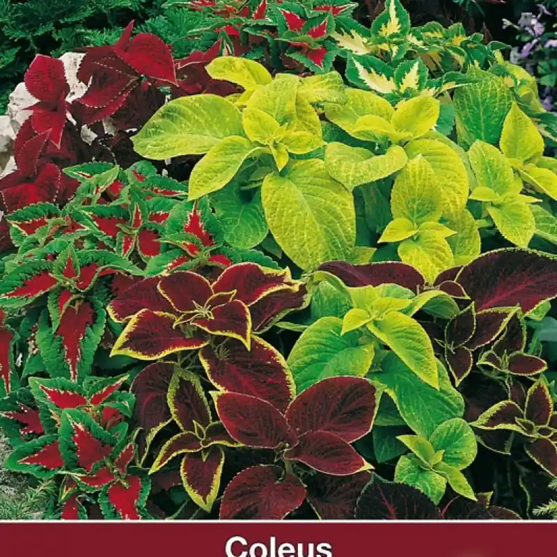 Voordeelprijs | Solenostemon scutellarioides ‘Wizard Mix‘ -zaden-
