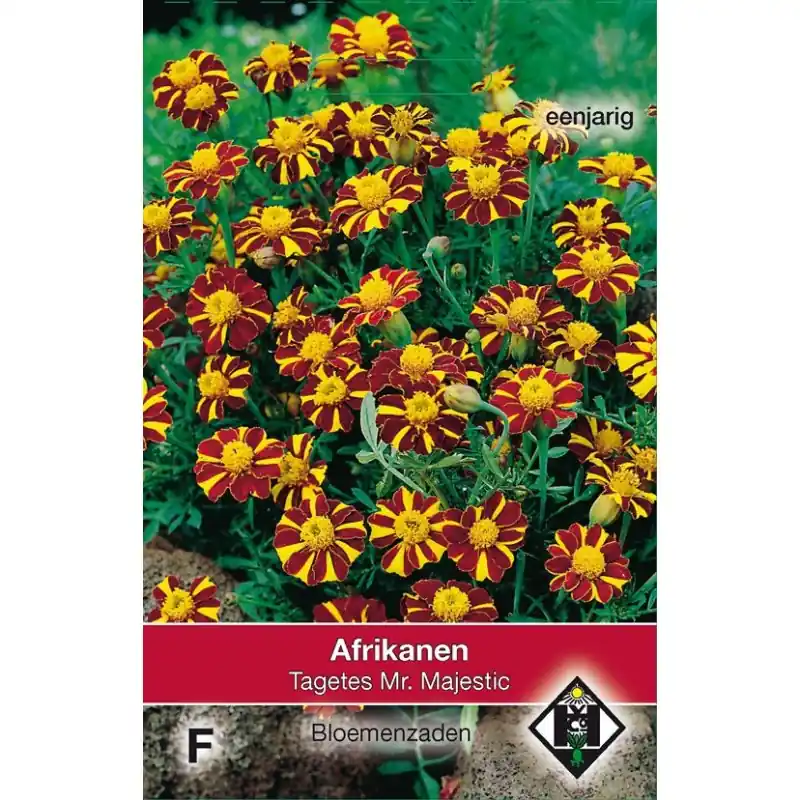 Speciale deal - Tagetes patula nana ‘Mr. Majestic‘ -zaden-