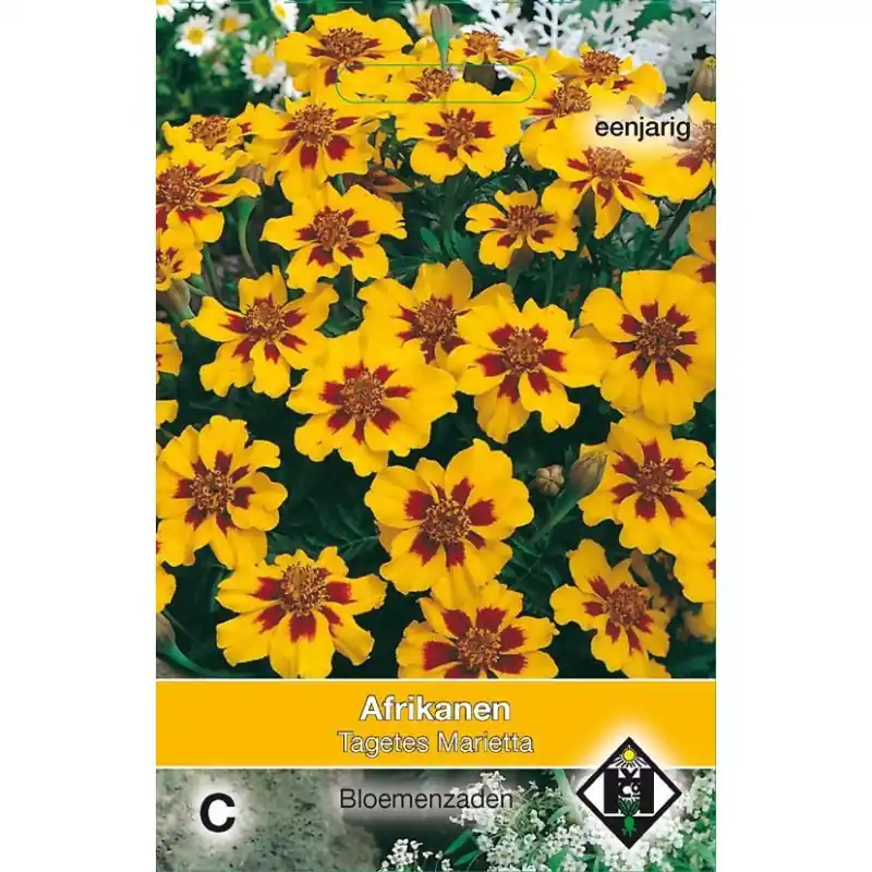 Tagetes patula nana ‘Marietta‘ -zaden- | Hoge kwaliteit