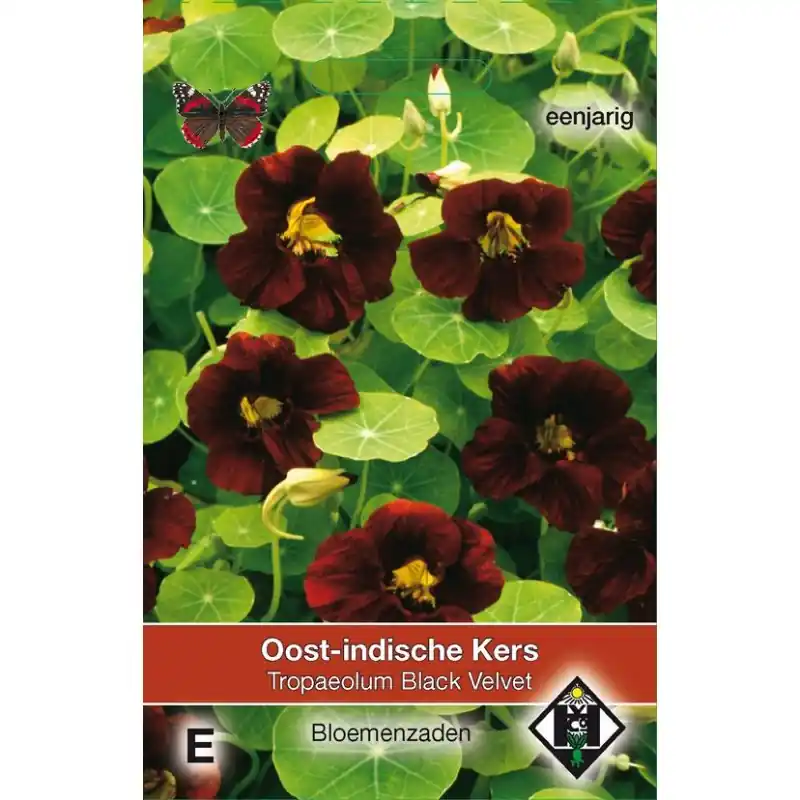 Tropaeolum majus nanum ‘Black Velvet‘ -zaden- | Erg populair