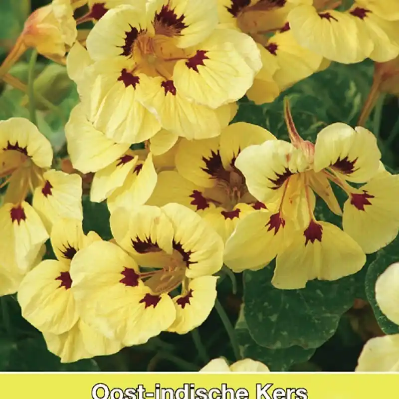 Op voorraad - Tropaeolum majus nanum ‘Cream Troika‘ -zaden-