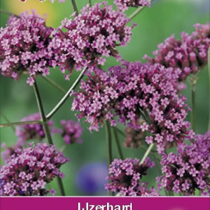 Verbena bonariensis -zaden- - Topprijs
