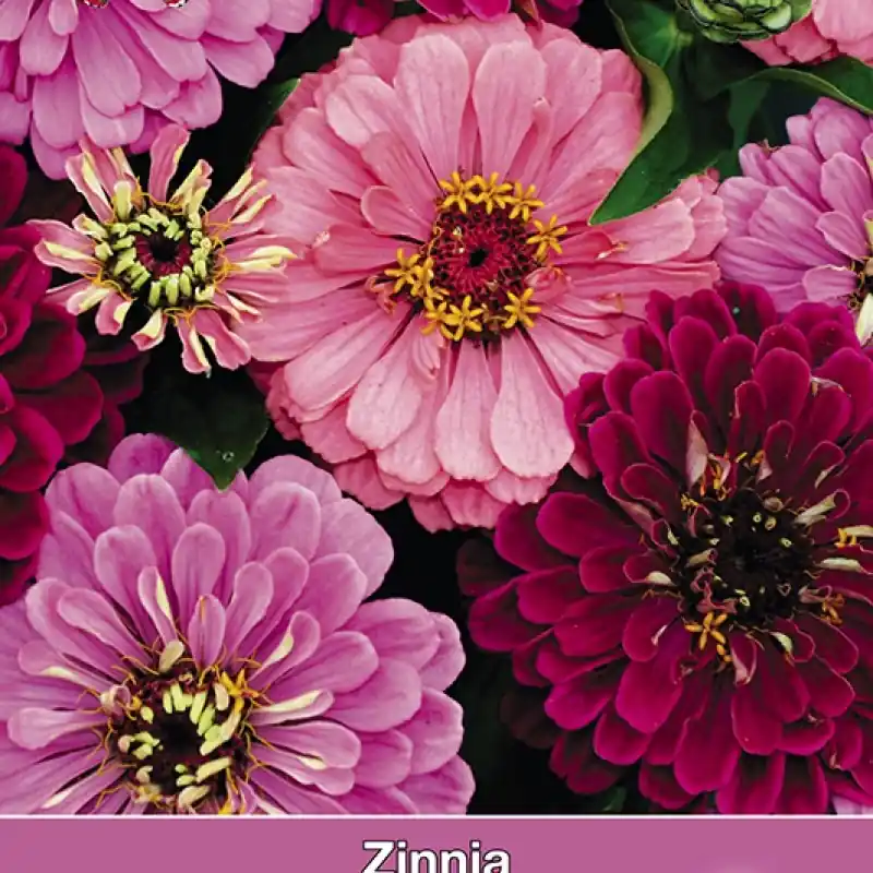 Topkwaliteit | Zinnia elegans Art Deco -zaden-