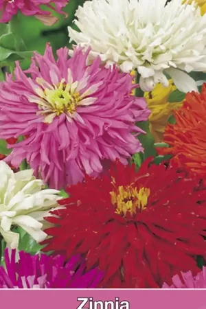 Zinnia elegans Cactus Mix -zaden- | Topdeal