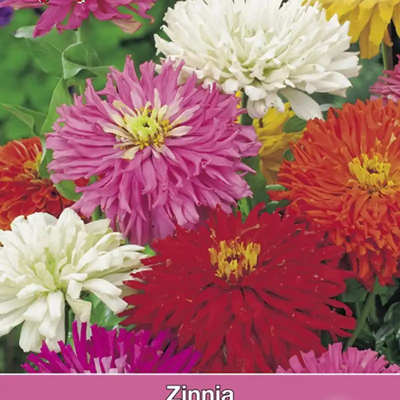 Zinnia elegans Cactus Mix -zaden- | Topdeal