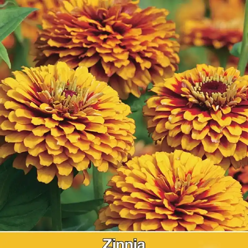 Koop vandaag | Zinnia elegans ‘Macarenia‘ -zaden-