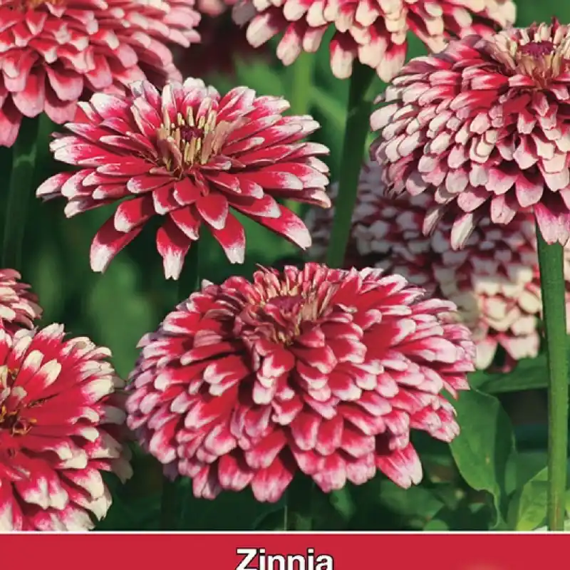 Bespaar nu - Zinnia elegans ‘Mazurkia‘ -zaden-