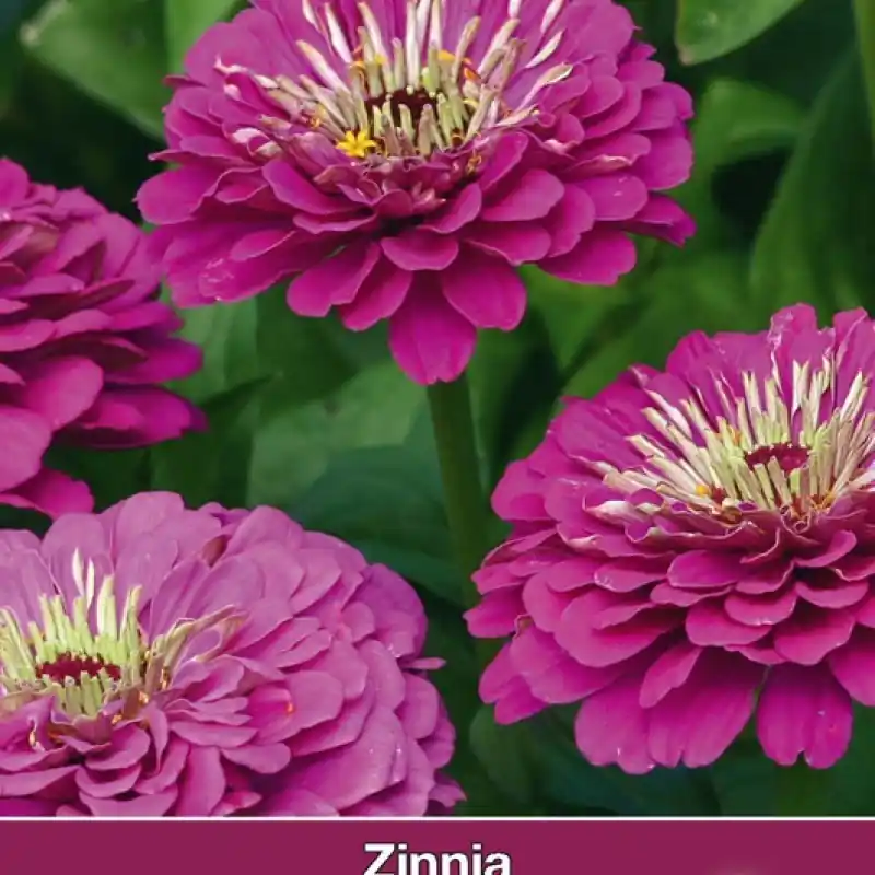Online bestellen | Zinnia elegans ‘Purple Prince‘ -zaden-