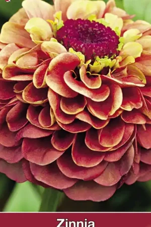 Zinnia elegans Queen Red Lime -zaden- - Veel gekozen