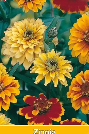 Zinnia angustifolia ‘Persian Carpet‘ -zaden- - Trending