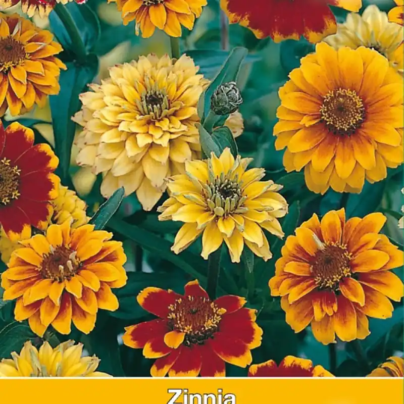 Zinnia angustifolia ‘Persian Carpet‘ -zaden- - Trending
