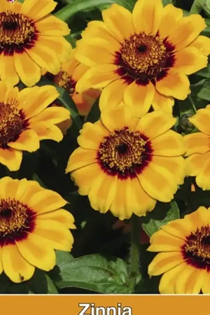 Zinnia haageana Soleado -zaden- - Verlaagde prijs