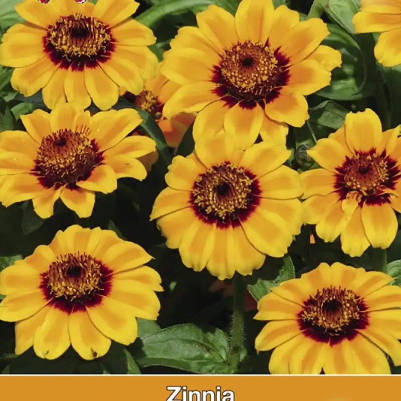 Zinnia haageana Soleado -zaden- - Verlaagde prijs