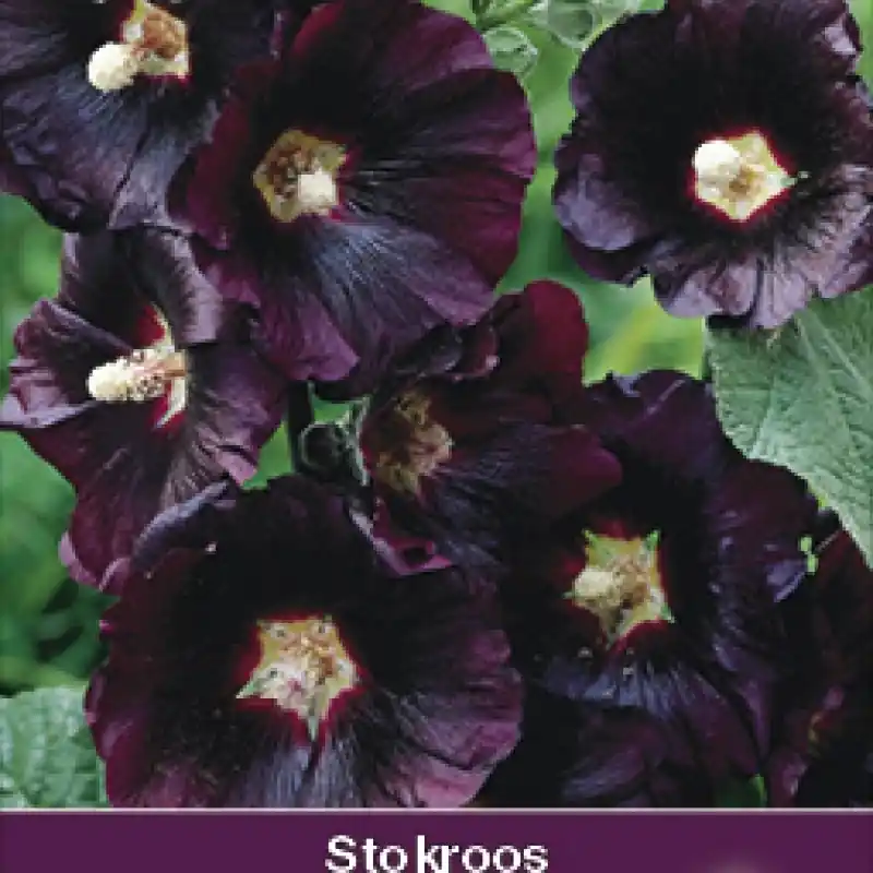 Koop vandaag | Alcea rosea ‘Nigra‘ -zaden-