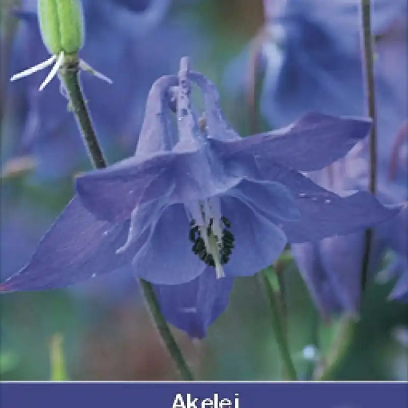 Superprijs | Aquilegia vulgaris -zaden-