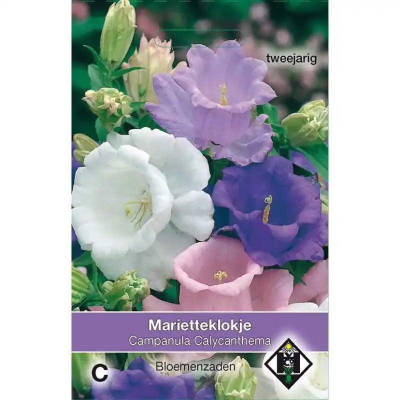 Trending - Campanula medium ‘Calycanthema‘ -zaden-