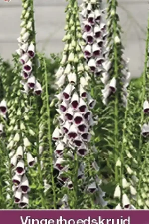 Aanbieding - Digitalis purpurea ‘Pam‘s Choice‘ -zaden-
