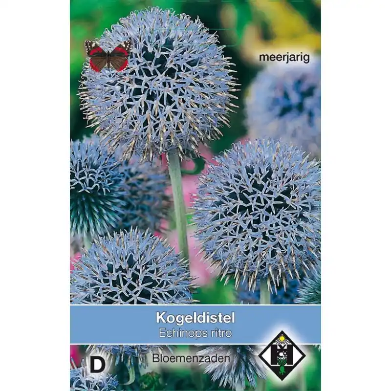 Uitverkoop | Echinops ritro -zaden-