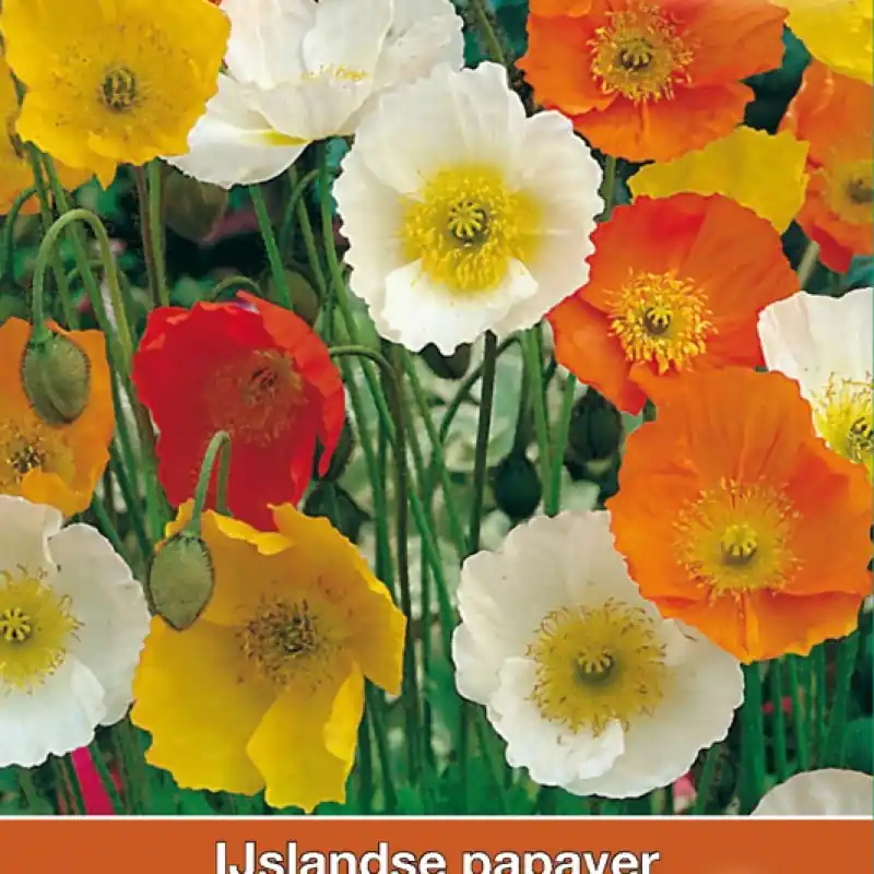 Deal | Papaver nudicaule ‘Kelmscott‘s Giants‘ -zaden-