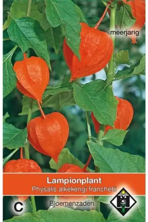 Aanbieding loopt bijna af - Physalis alkekengi franchetii -zaden-