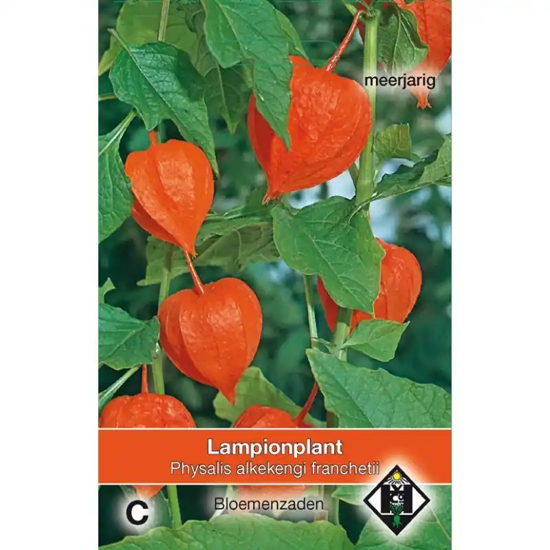 Aanbieding loopt bijna af - Physalis alkekengi franchetii -zaden-