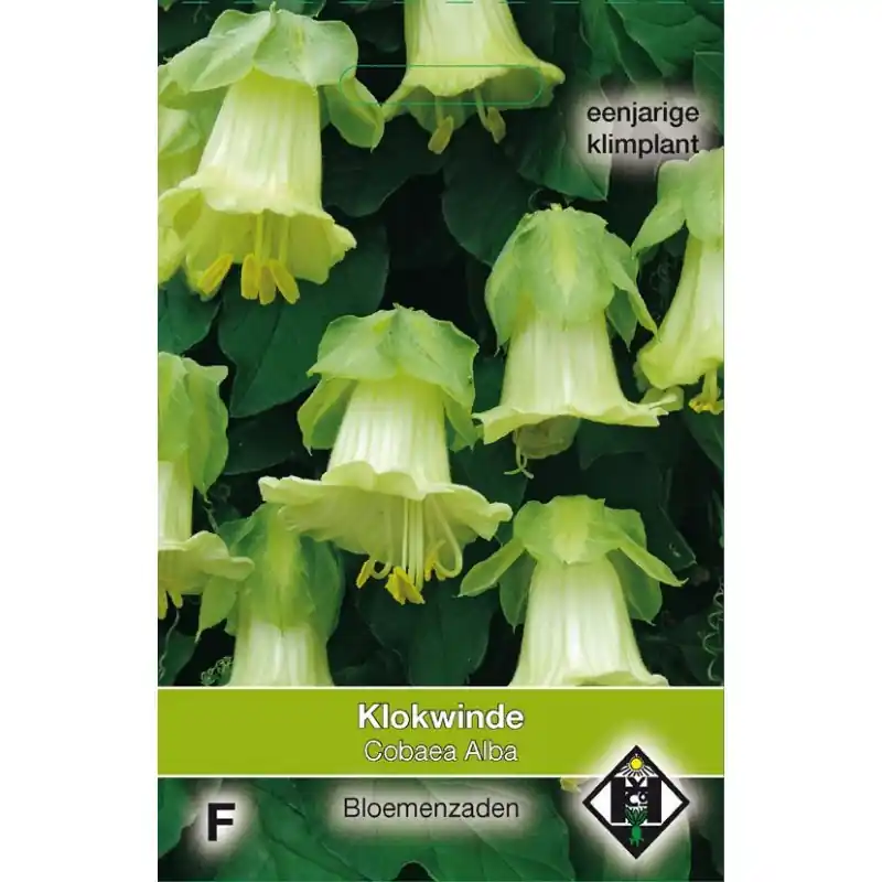 Cobaea scandens ‘Alba‘ -zaden- | Direct van de fabrikant