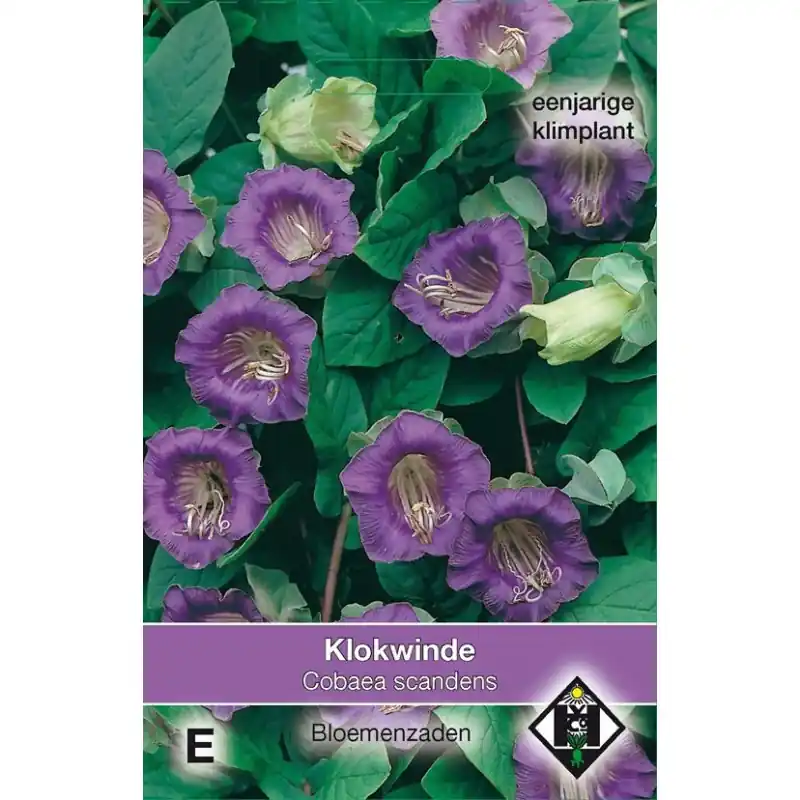 Prijsverlaging - Cobaea scandens -zaden-