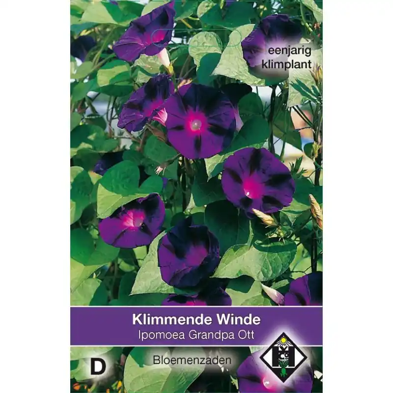 Premiumkwaliteit - Ipomoea purpurea ‘Grandpa Ott‘ -zaden-