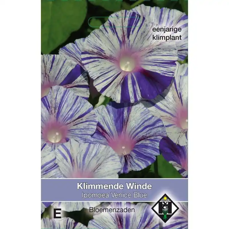 Pak je kans - Ipomoea purpurea ‘Venice Blue‘ -zaden-