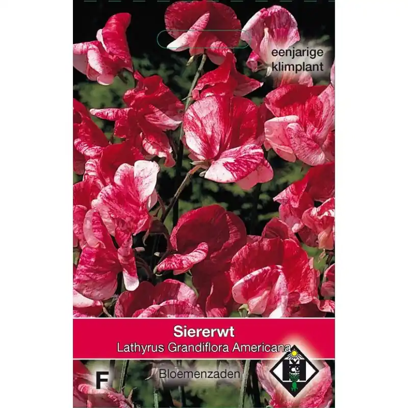 Lathyrus odoratus ‘Americana‘ -zaden- - Nu beschikbaar