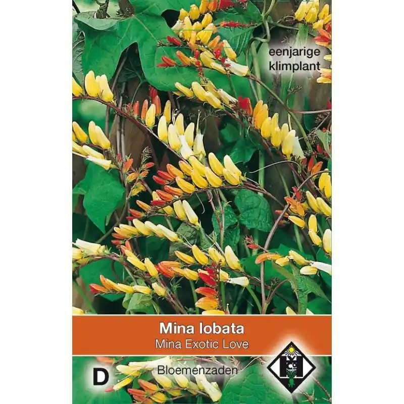 Trending - Mina lobata ‘Exotic Love‘ -zaden-