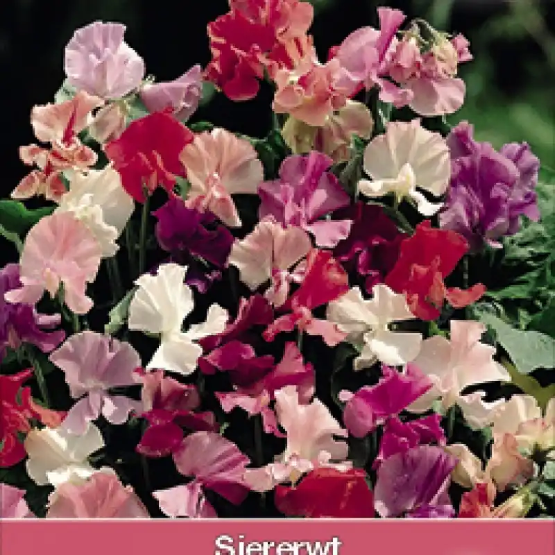 Snelle verzending - Lathyrus odoratus ‘Fragrantissima‘ -zaden-
