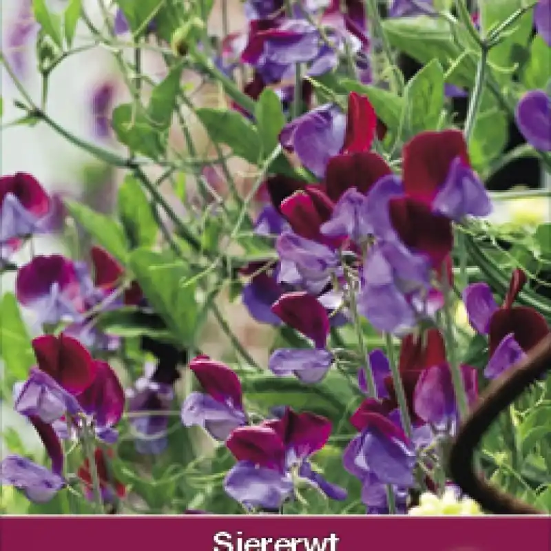 Actie | Lathyrus odoratus ‘Matucana‘ -zaden-