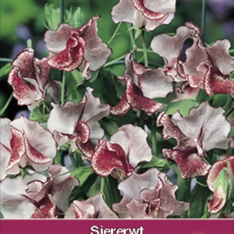 Lathyrus odoratus ‘Wiltshire Ripple‘ -zaden- - Zojuist toegevoegd