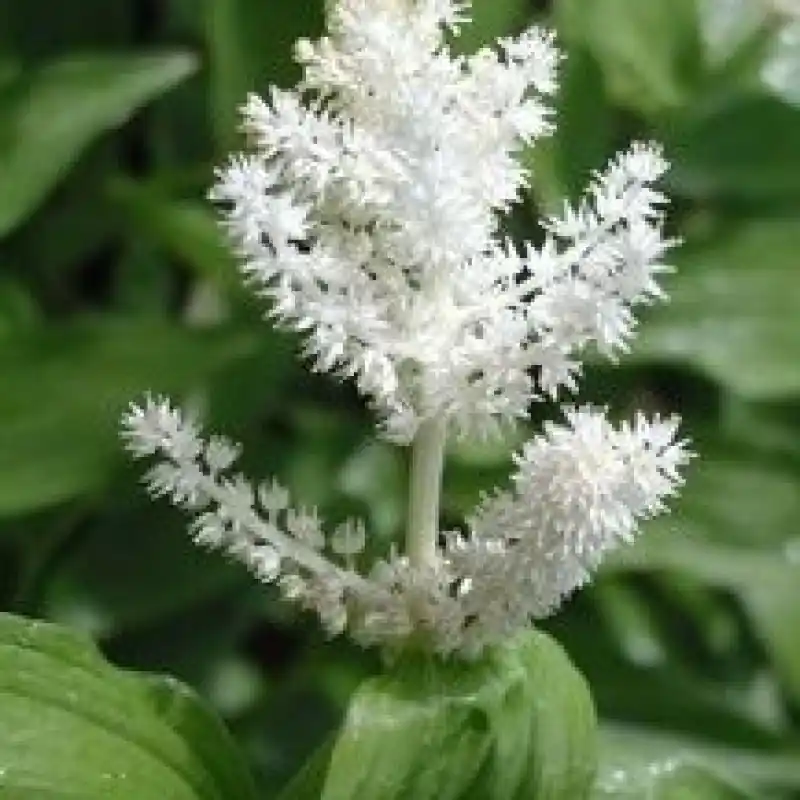 Populair - Smilacina racemosa